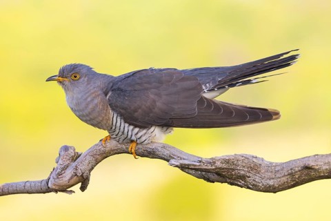 Common cuckoo (Cuculus canorus), Coucou gris, Cuco Europeo, Cuco Común, Ast, branch, Ormoz area,
