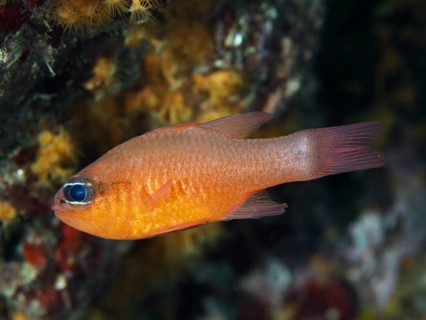 An orange fish, king mullet (Apogon imberbis), swimming in a reef, dive site Les Grottes, Giens