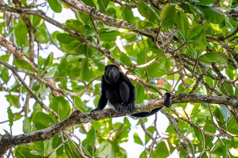Mantled howler monkey (Alouatta palliata) sitting in a tree, Cahuita National Park, Costa Rica