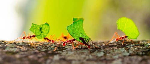 Leafcutter ants carrying leaves, ant trail, Tortuguero National Park, Costa Rica