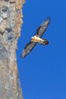 Bearded Vulture (Gypaetus barbatus) flying, Valais, Switzerland