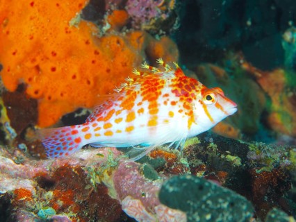 A brightly coloured fish, Dwarf Hawkfish (Cirrhitichthys falco), stands out in front of colourful