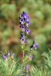 The very poisonous aconite (Aconitum napellus) seen in the Chiemgau Alps, Bavaria, Germany