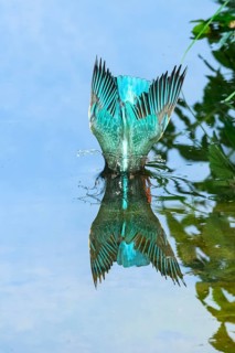 Common kingfisher (Alcedo atthis) diving into the water to hunt fish, wildife, Catalonia, Spain
