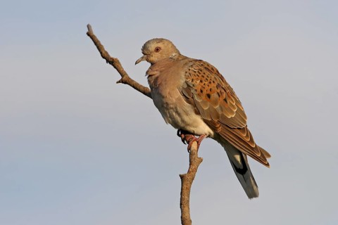 European Turtle Dove (Streptopelia turtur), Rhineland-Palatinate, Germany