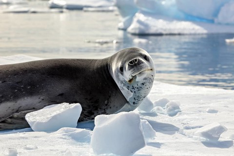 A sea lion lies on an ice floe in a quiet Antarctic landscape, leopard seal (Hydrurga leptonyx) on