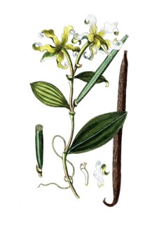 Epidendrum vanilla, vanilla, digital reproduction of a historical original, between 1790 and 1810