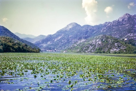 Water lilies, Lake Shkodra Lake Skadar Lake Scutari, between Albania and Montenegro, former