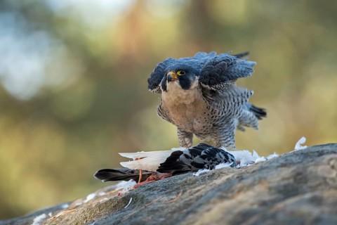 Peregrine Falcon (Falco peregrinus) captive, with pigeon prey, North Rhine-Westphalia, Germany
