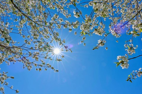 Sunlight shines through blossoming cherry tree branches in the clear blue sky, Seckmauern,