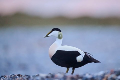 Common eider (Somateria mollissima) male on the beach at sunset, Düne, Helgoland,