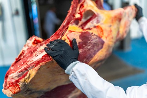 Close-up of worker hand and meat in cold storage room in a meat processing factory