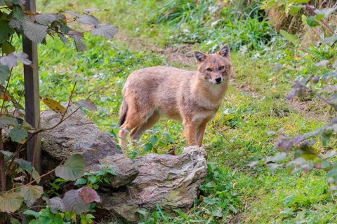 A golden jackal (Canis aureus) stands on a green meadow between bushes and rocks