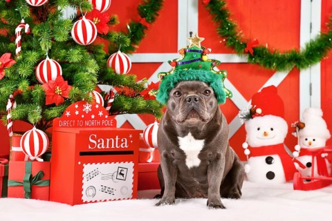French Bulldog dog wearing green Christmas tree costume hat in front of seasonal decoration