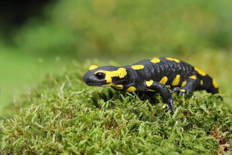 Fire salamander (Salamandra salamandra), running over moss, Wildlife, North Rhine-Westphalia,