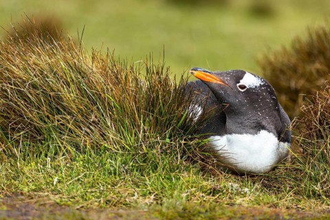 Gentoo Penguin (Pygoscelis papua) incubating, Falkland Islands