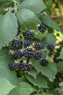 Blackberry (Rubus fruticosus 'Theodor Reimers'), Bundessortenamt, testing centre Wurzen, Wurzen,