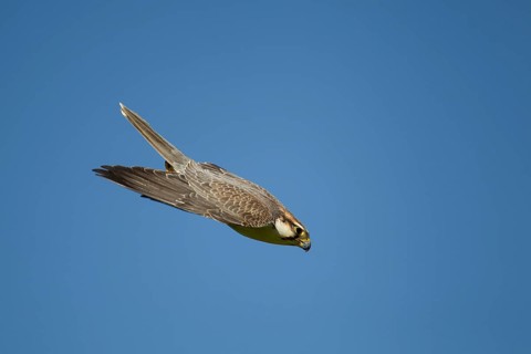 Lanner falcon (Falco biarmicus) adult bird of prey diving down in flight, England, United Kingdom -