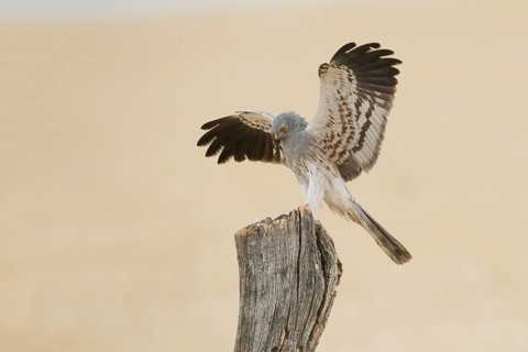 Montagu's Harrier (Circus pygargus) male landing on a post, Andalusia, Spain
