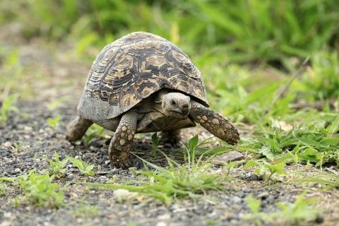 Panther tortoise (Stigmochelys pardalis), adult, running, foraging, Kruger, Kruger National Park,
