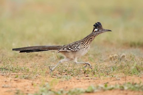 Greater Roadrunner (Geococcyx californianus), Texas, USA