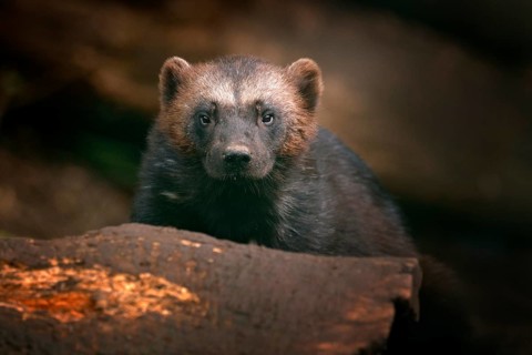 Detail portrait of wild wolverine. Face portrait of wolverine. Running tenacious Wolverine in