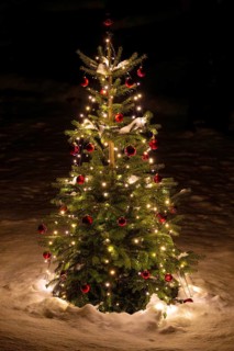 Christmas tree in the snow, Schwaz, Tyrol, Austria