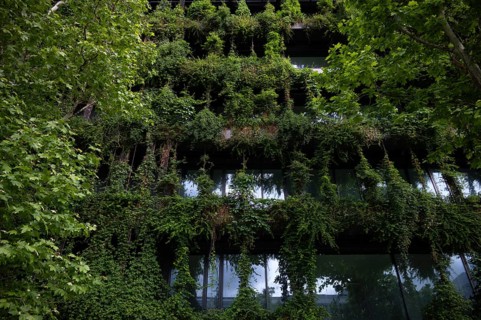 Windows are overgrown, climate-neutral façade greening on the new building, office building of CMS