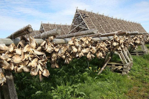 Wooden racks with air-dried atlantic cod (Gadus morhua) Lofoten, Northern Norway, Norway,