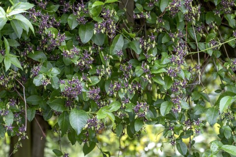 Greek tree snare (Periploca graeca), Anchers Havecenter, Constance, Baden-Württemberg, Germany
