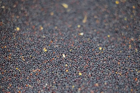 Rapeseed, Germany