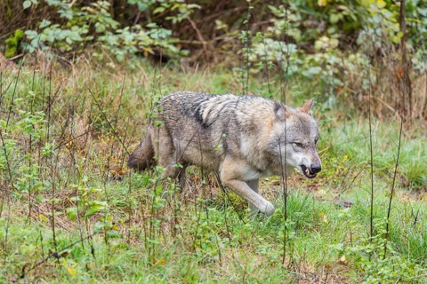 An adult Eurasian grey wolf (Canis lupus lupus) runs growling and snarling across a green meadow