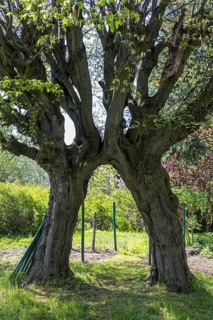 2 hornbeams (Carpinus betulus) growing together in the churchyard in Limbach, Wilsdruff, Saxony,
