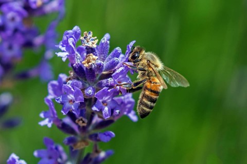 Honey bee (Apis mellifera) sitting on lavender (Lavandula angustifolia) flower, Baden-Württemberg,