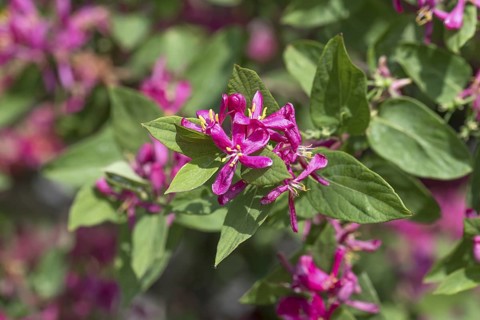 Tatarian honeysuckle (Lonicera tatarica 'Hack's Red'), Saxon State Office for the Environment,