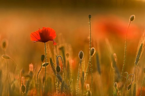 Poppies (Papaver) flowering in a cornfield, Bavaria, Germany