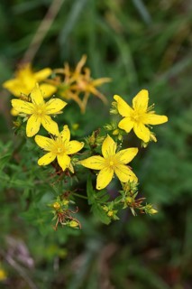 Common St John's wort (Hypericum perforatum), spotted St John's wort or common St John's wort