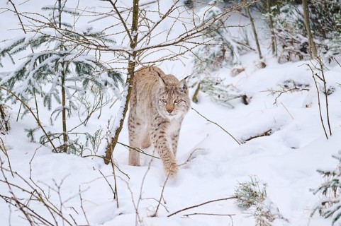 Eurasian lynx (Lynx lynx) walking in a snowy forest in winter, Bavaria, Germany
