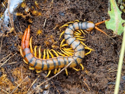 Megarian banded centipede (Scolopendra cingulata), Megarian banded centipede, Mediterranean banded