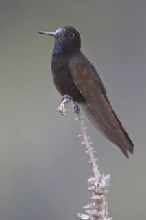 Black Metaltail (Metallura phoebe), Central Highlands, Peru