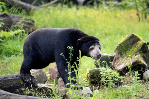 Malayan bear (Helarctos malayanus), adult, foraging, alert, Southeast Asia