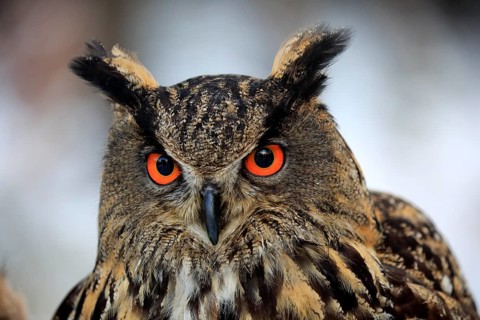 Eurasian eagle-owl (Bubo bubo), adult portrait in winter, Zdarske Vrchy, Bohemian-Moravian