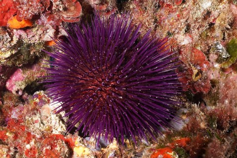 Sphaerechinus granularis (Sphaerechinus granularis) among red algae on the seabed, dive site Cap de