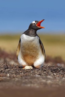 Gentoo penguin in the nest wit two eggs, Falkland Islands. Animal behaviour, bird in the nest with