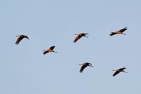 Common Crane (Grus grus) group flying, Mecklenburg-Western Pomerania, Germany