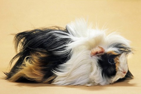 Tri parti-colored rough-coated cavy, guinea pig (Cavia porcellus) portrait
