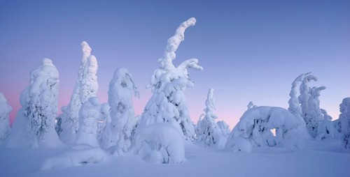 Snow covered trees, Kuusamo area, Finland