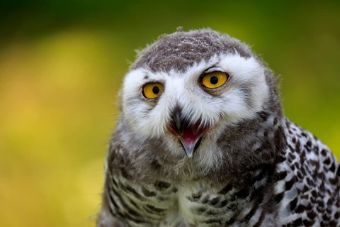 Snowy owl (Bubo scandiacus), adult, portrait, hooting, Kasselburg, Eifel, Germany