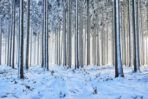 Snow-covered spruce forest, Lindenberg, Horben, Canton of Aargau, Switzerland