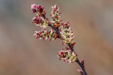 Gale bush (Myrica gale), flowers, province of Drenthe, Netherlands